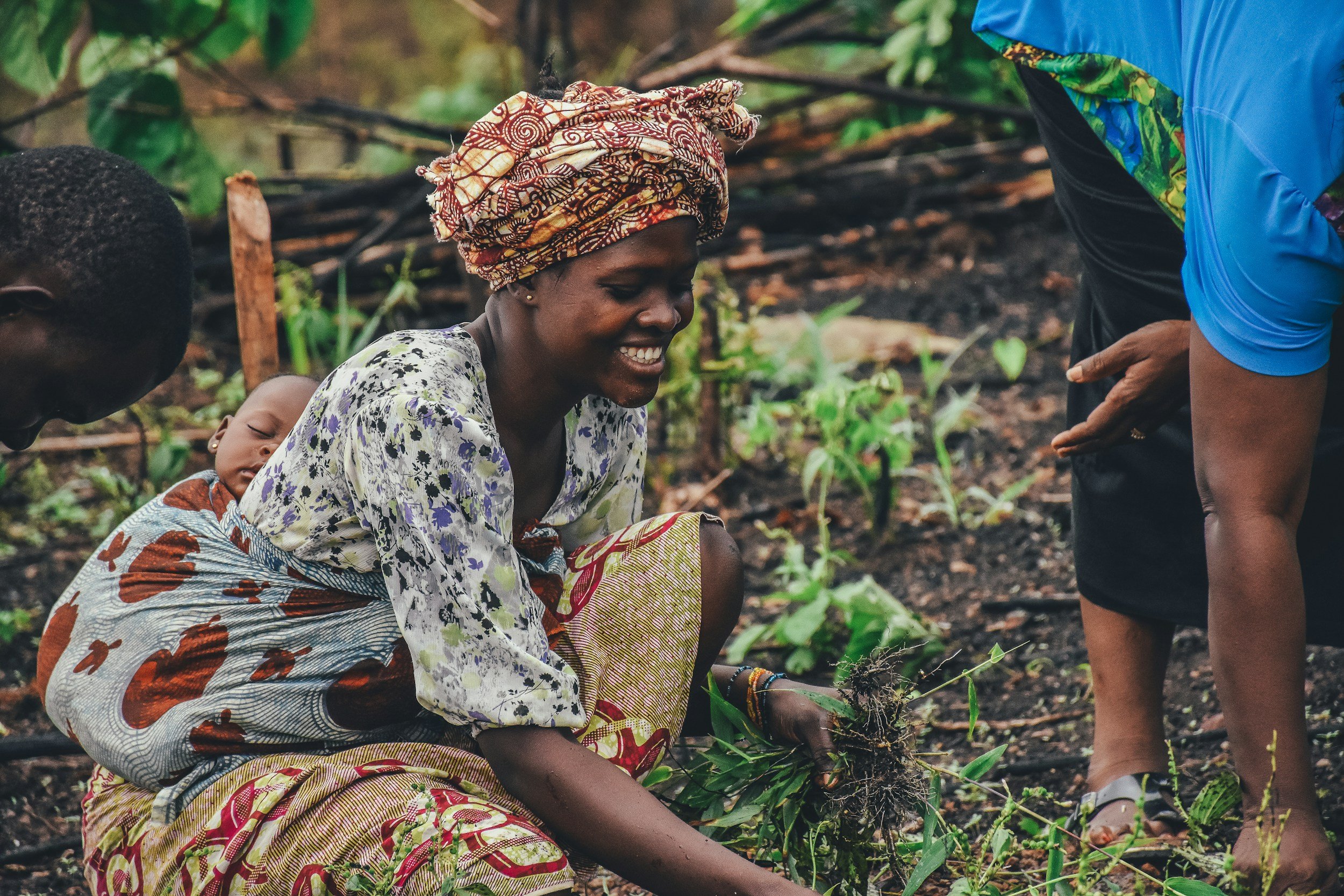 A woman farmer planting young plants in a garden.