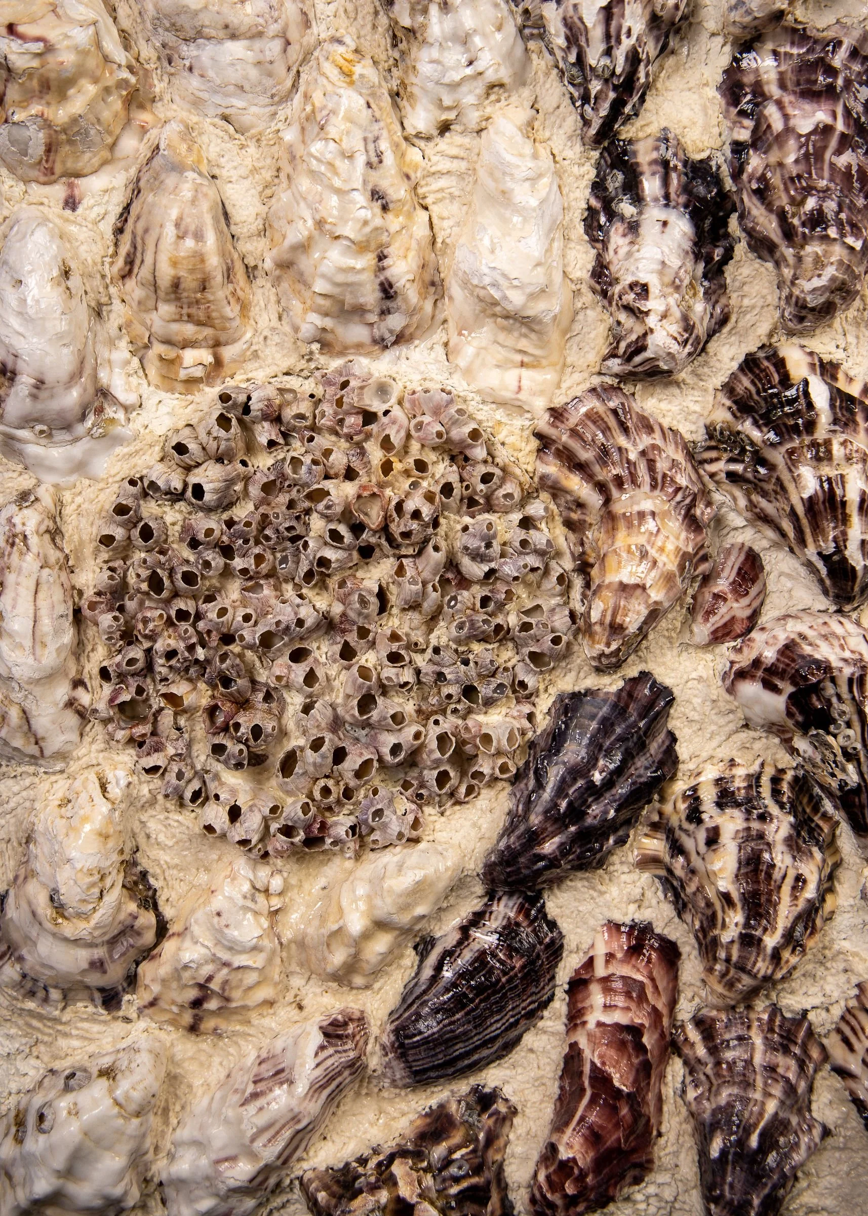 BETWEEN TIDES (RESERVED ) - Dana Shell Art