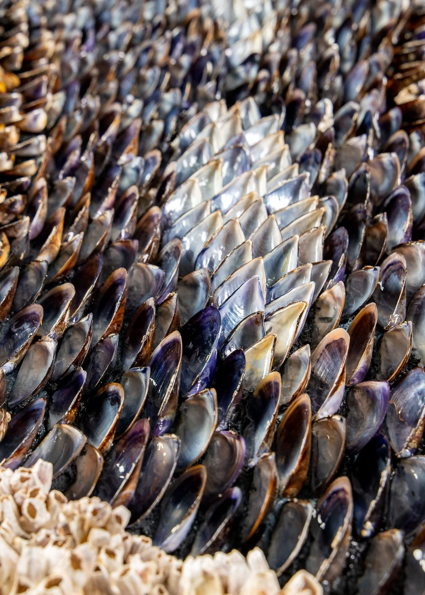 BLUE SUNDOWN - Dana Shell Art