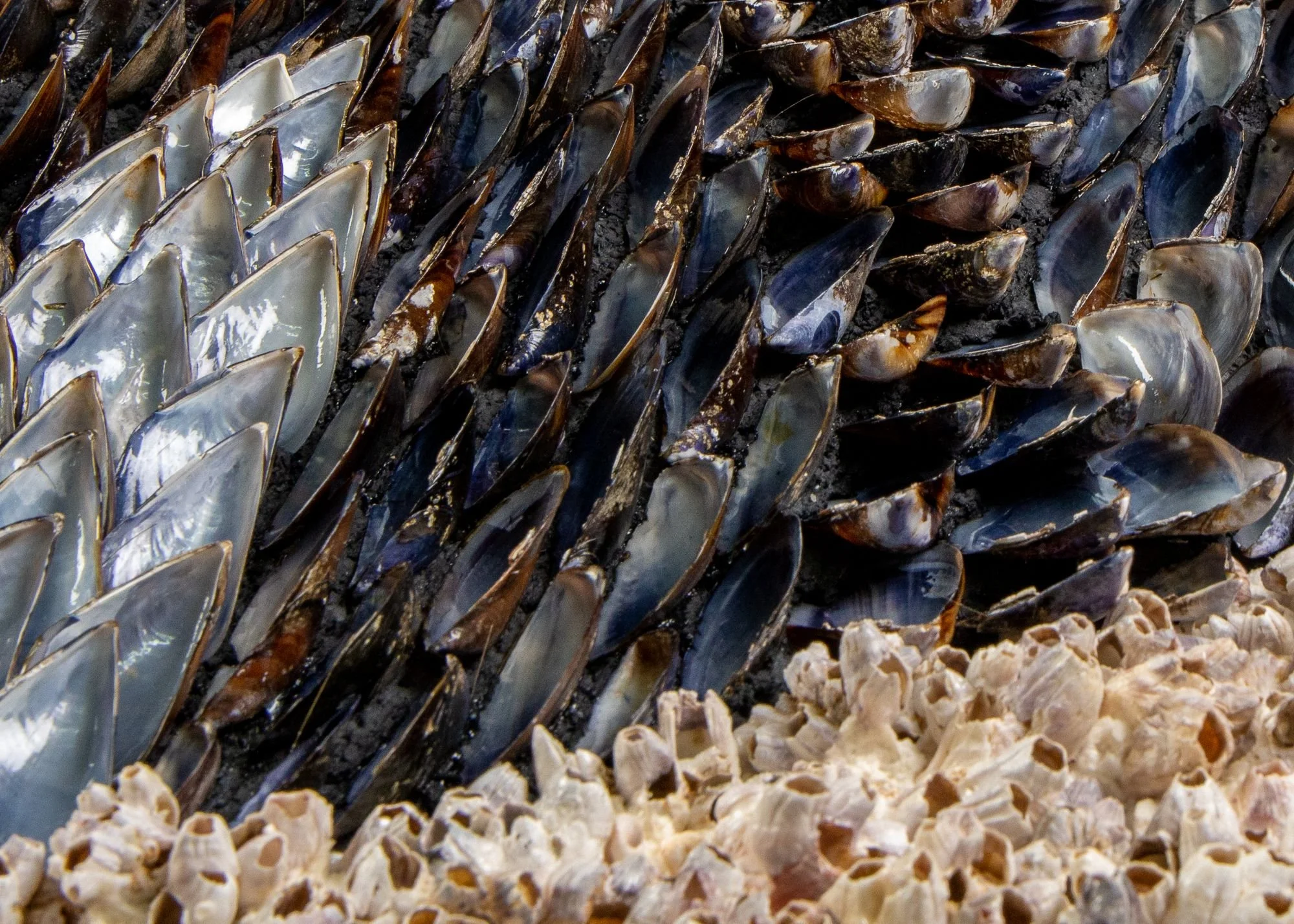 BLUE SUNDOWN - Dana Shell Art