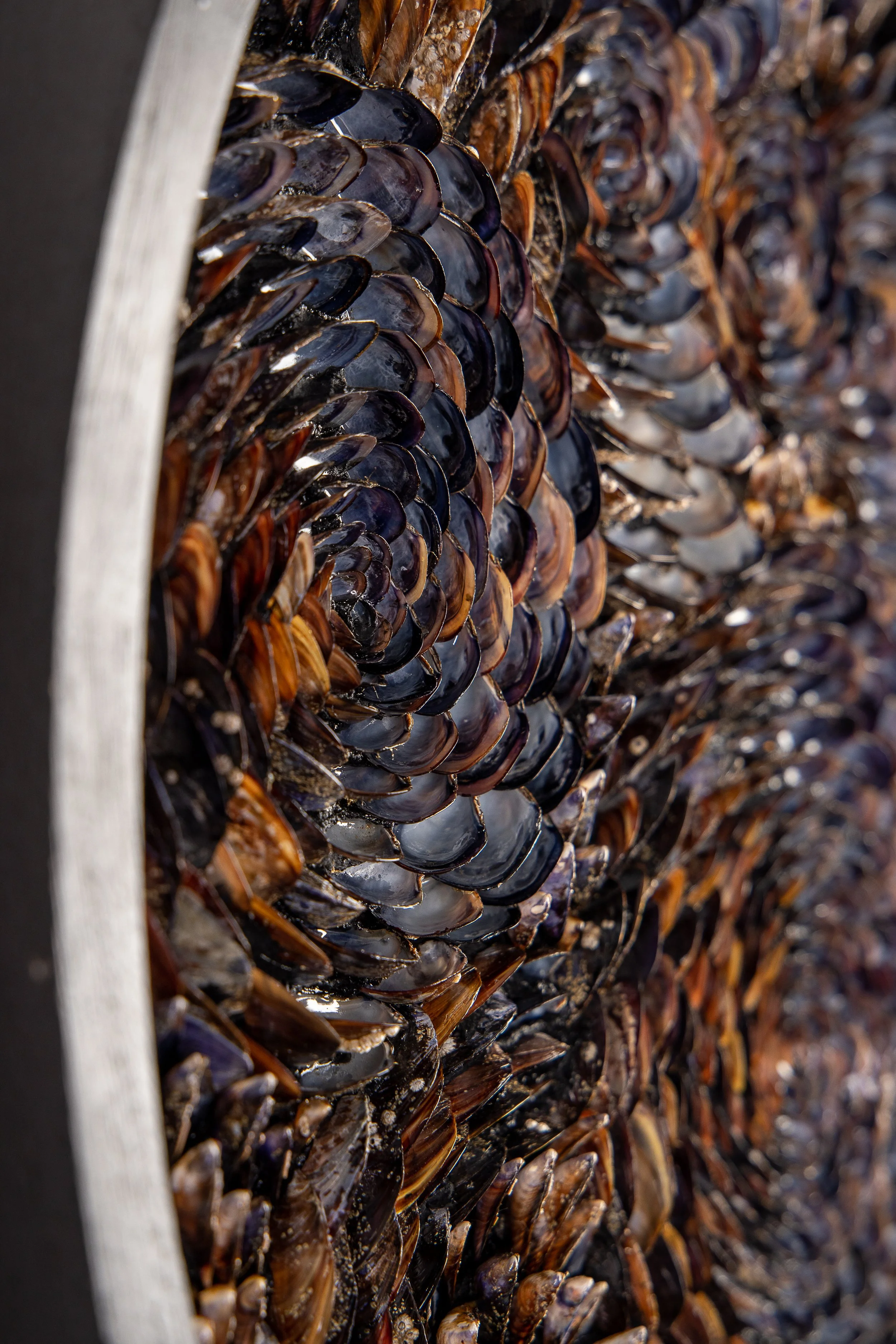 obsidian-tides-one-of-a-kind-handcrafted-shell-wall-art.jpg