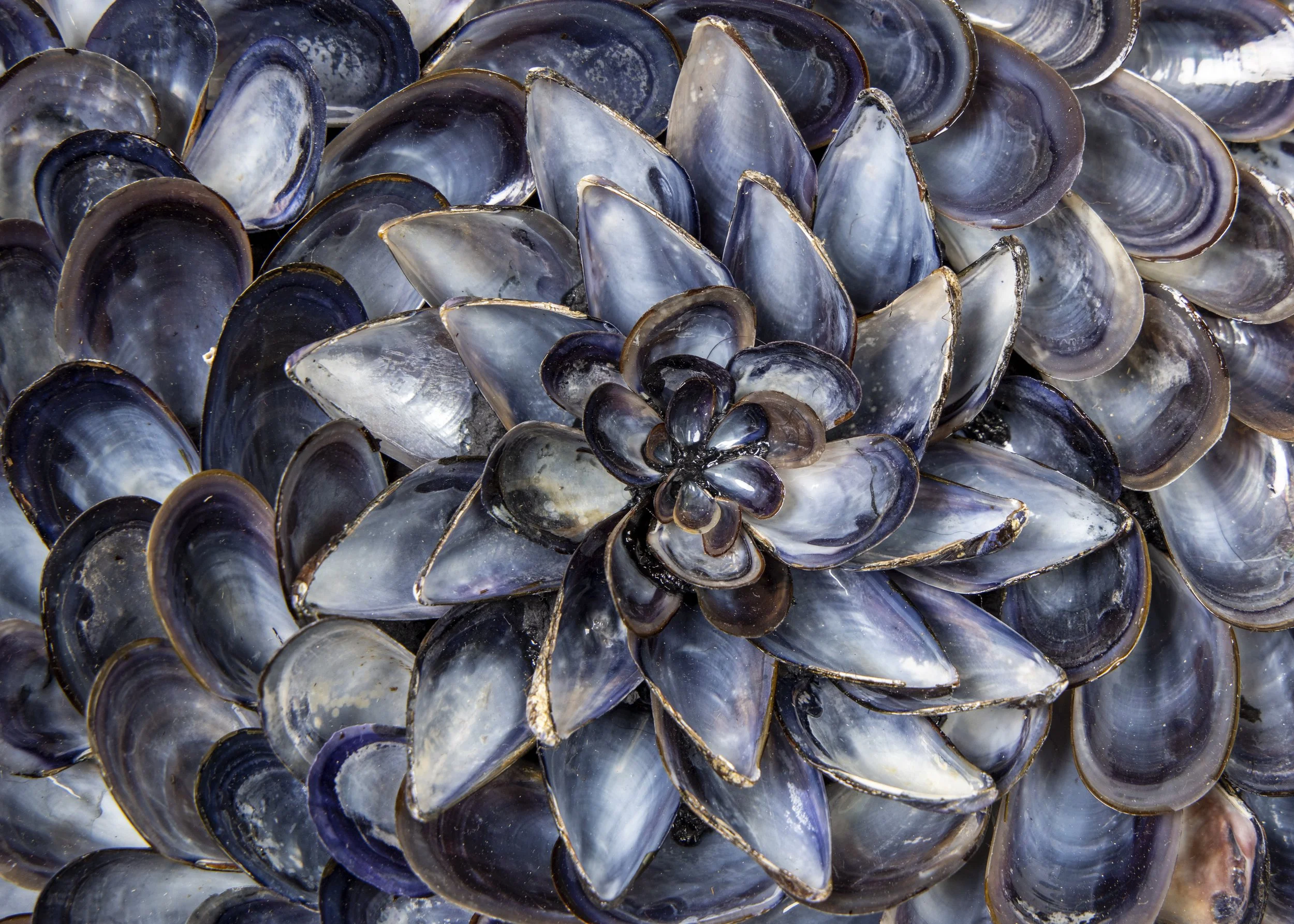 DREAMS III - BECOMING - Dana Shell Art