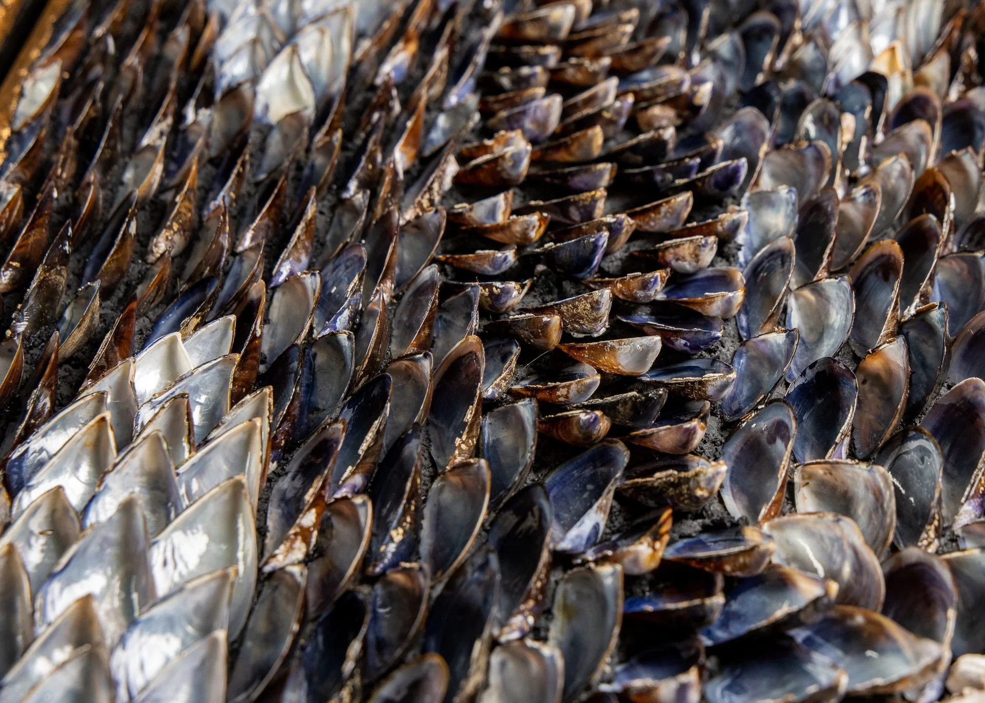 BLUE SUNDOWN - Dana Shell Art