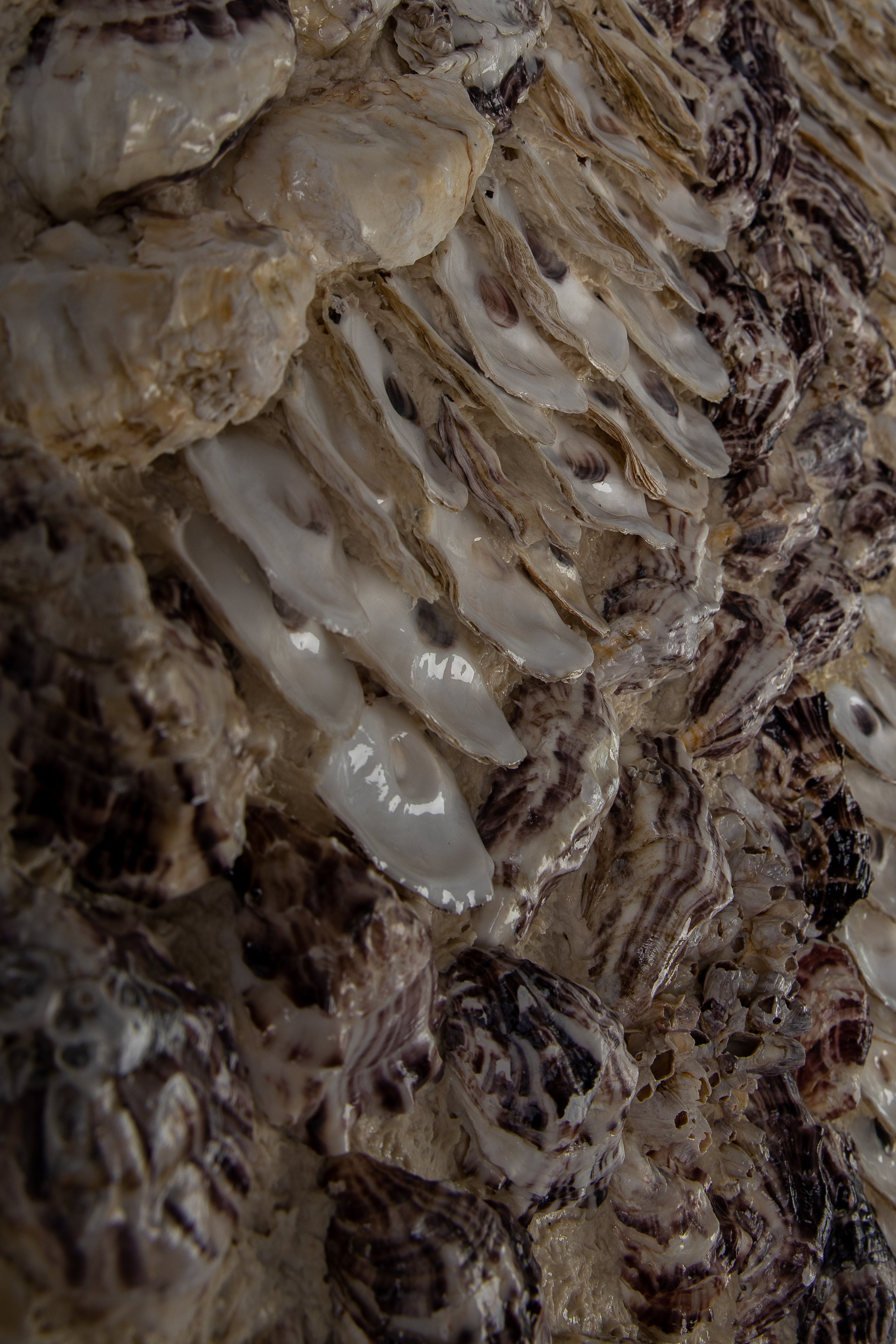 STORM - Dana Shell Art