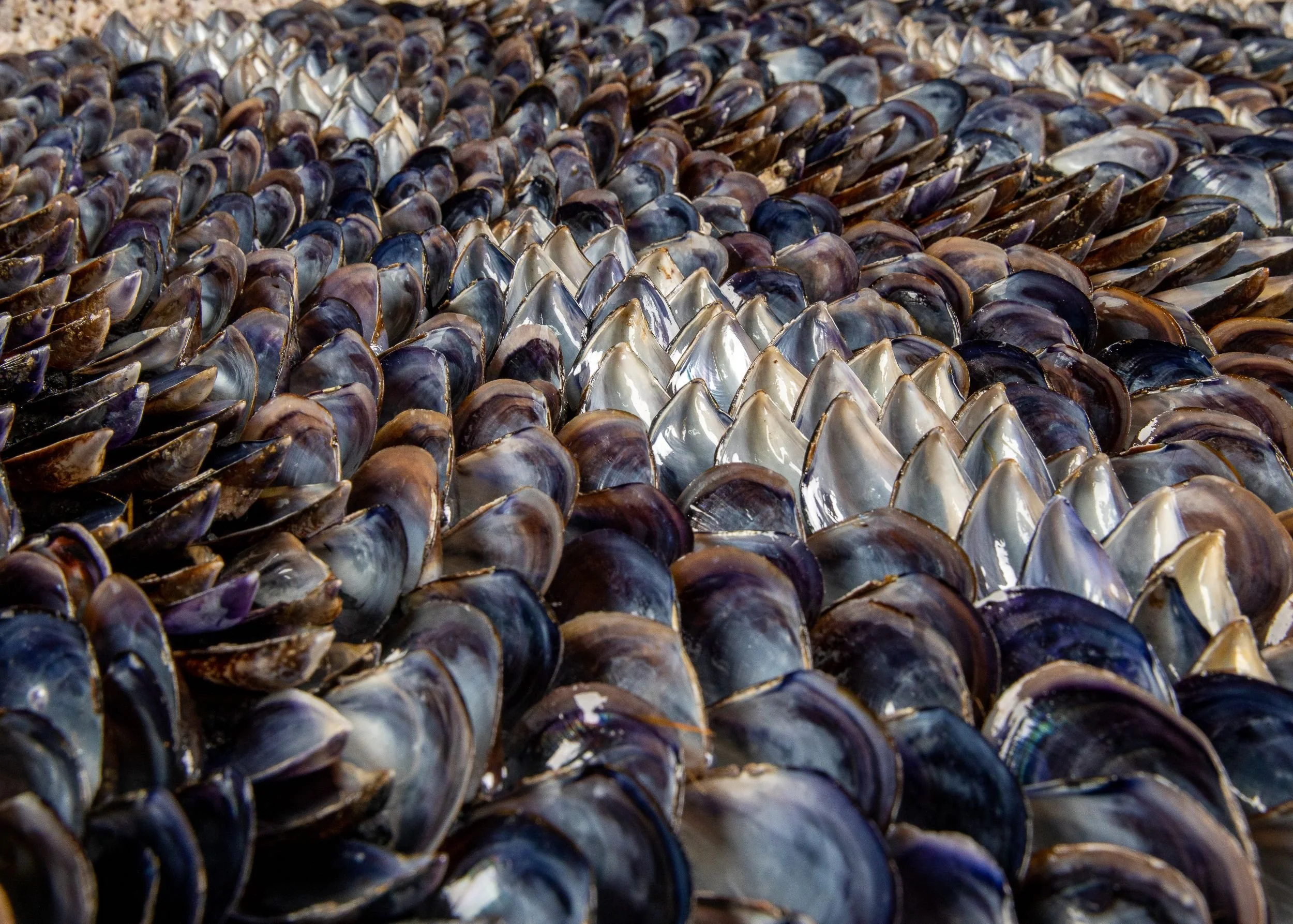 BLUE SUNDOWN - Dana Shell Art