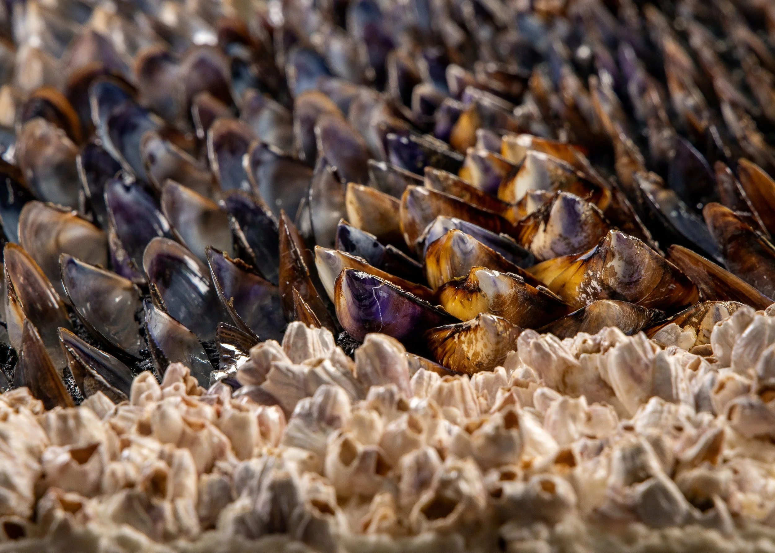 BLUE SUNDOWN - Dana Shell Art