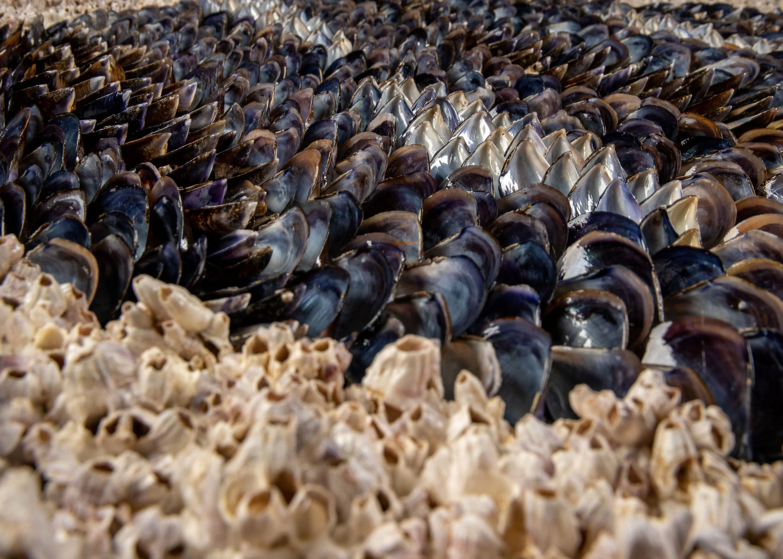 BLUE SUNDOWN - Dana Shell Art