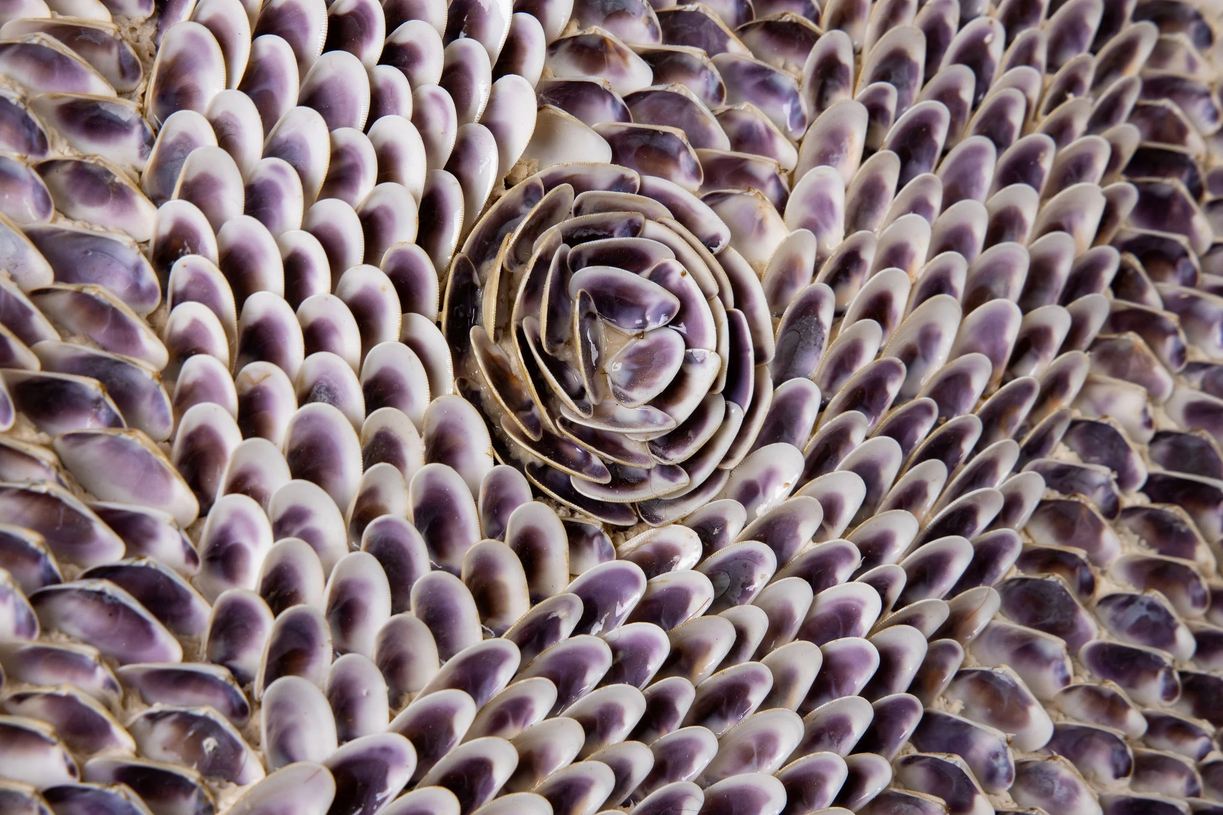 Kelp detail- 2 jpg.jpg
