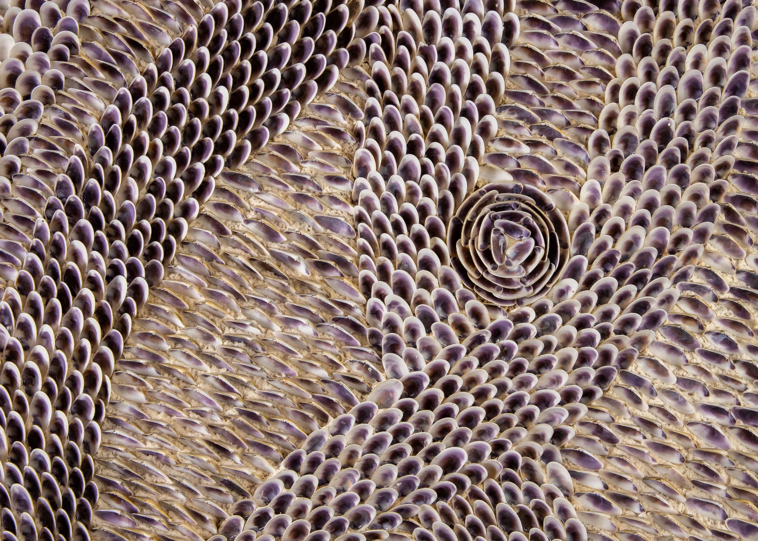 Kelp detail.jpg