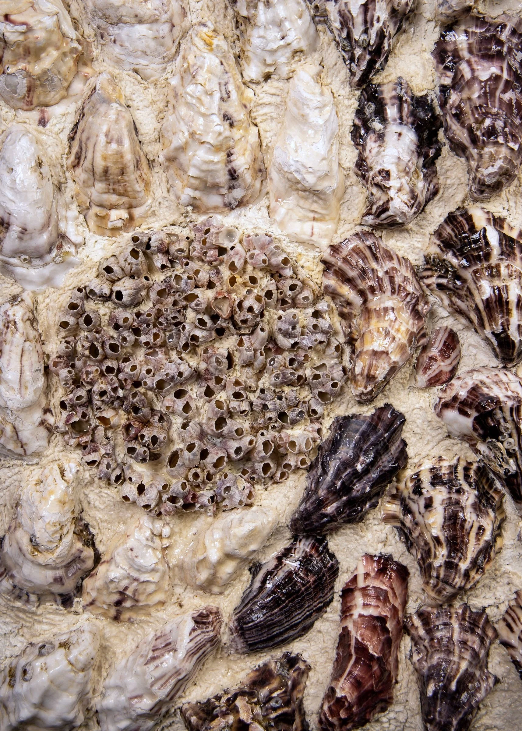 BETWEEN TIDES (RESERVED ) - Dana Shell Art