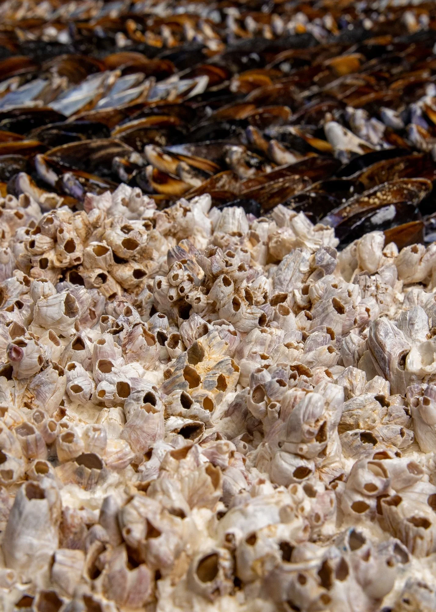 BLUE SUNDOWN - Dana Shell Art