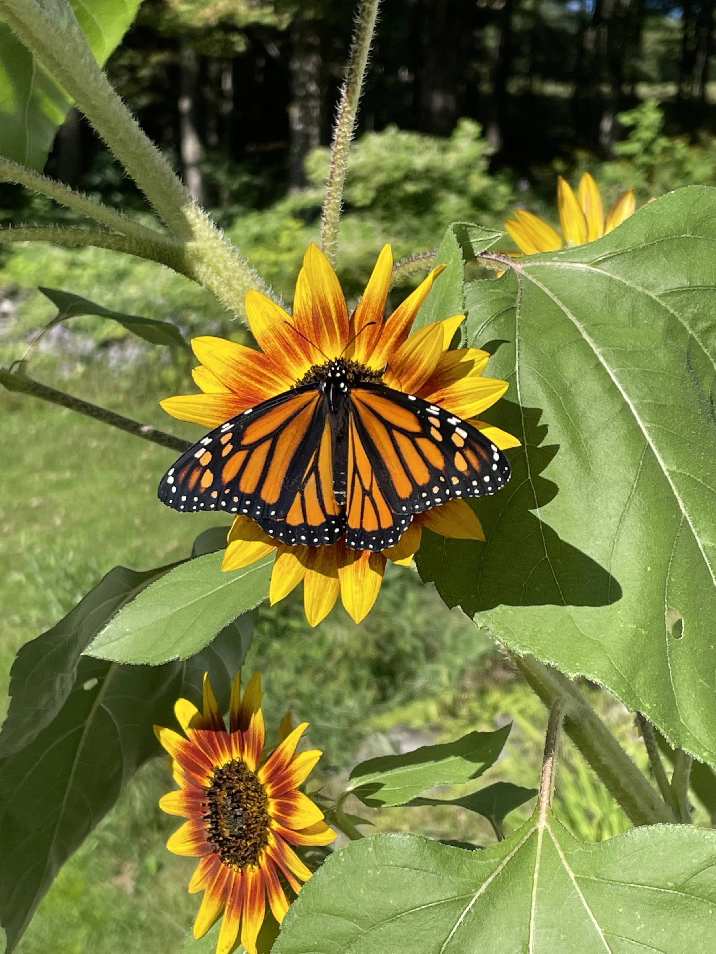 monarchOnSunflower.jpeg