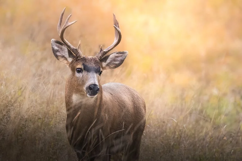 A male deer with antlers standing in a grassy field with a blurred, warm-toned background.