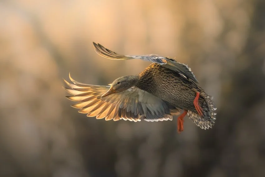 Squarespace_PHOTO-Squarespace Photo 850-2.jpg