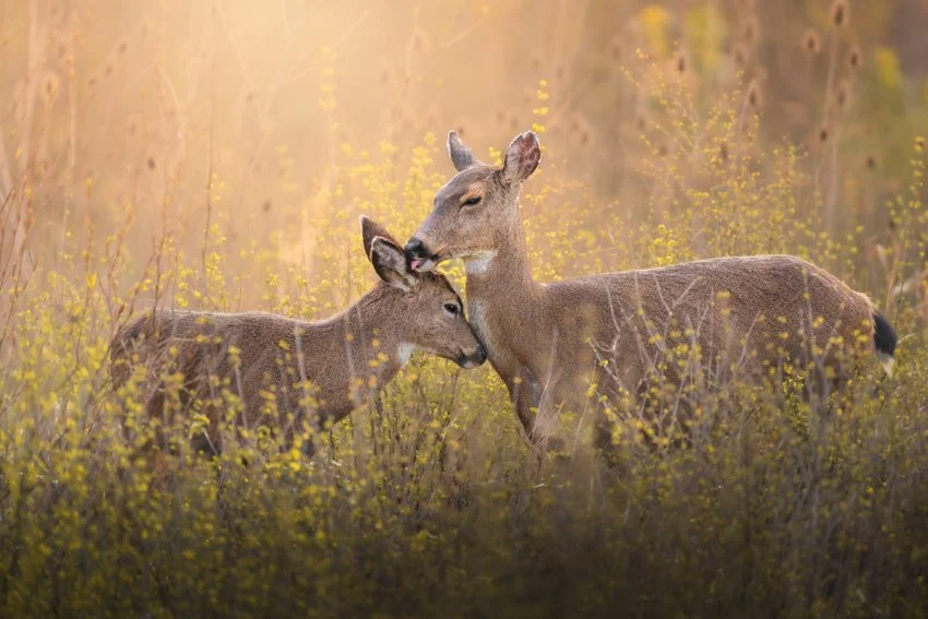 Squarespace_PHOTO-Squarespace Photo 850-2.jpg