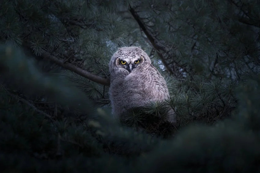 Squarespace_PHOTO-Squarespace Photo 850-3.jpg