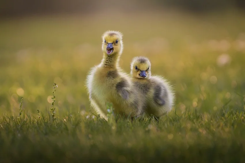 Squarespace_PHOTO.jpg