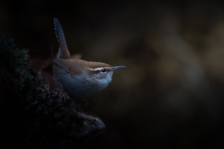 A small bird perched on a branch in a dark, natural setting.