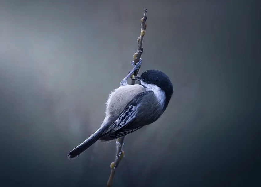 A black capped chickadee perched on a slender branch, holding the branch with its feet.