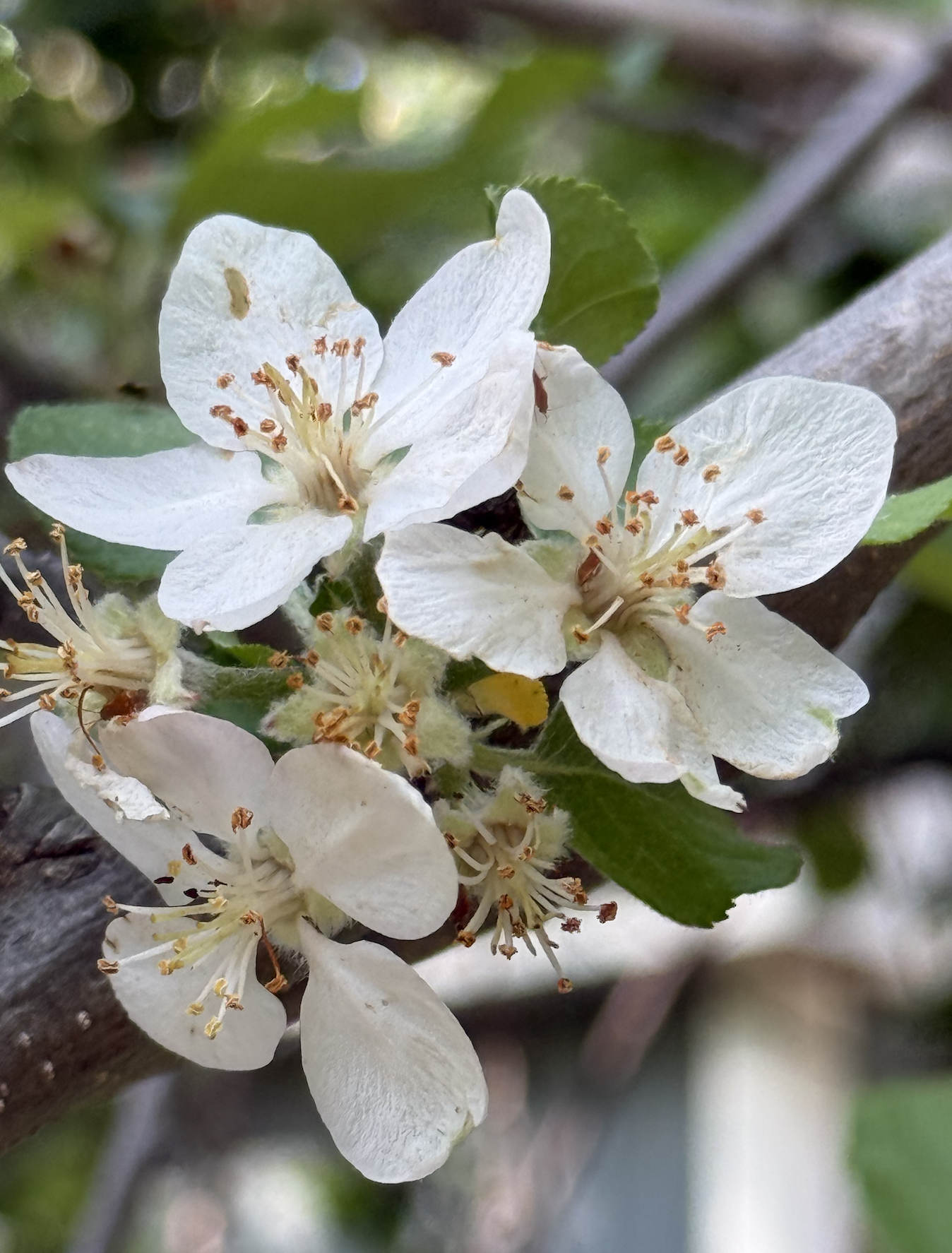 Apple Blossom