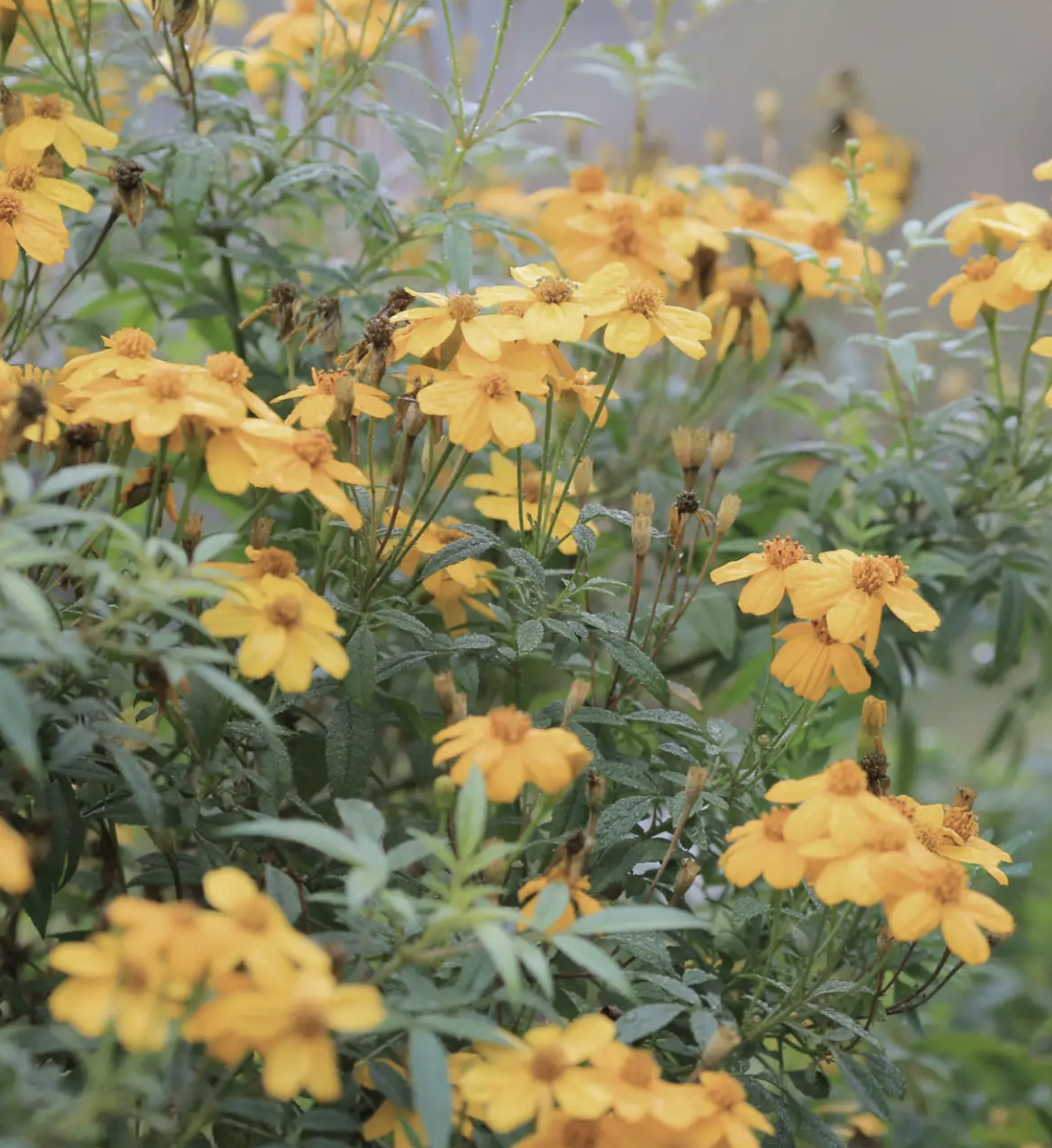 How to Choose which Flower Essence is Right for You