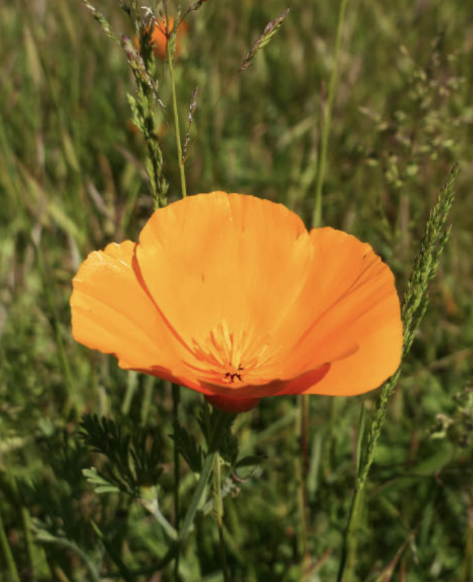 California Poppy