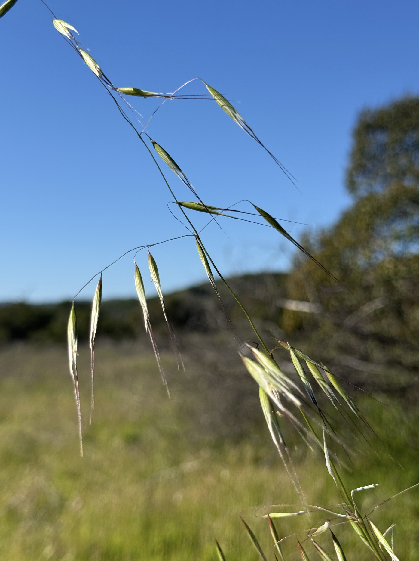 Wild Oat
