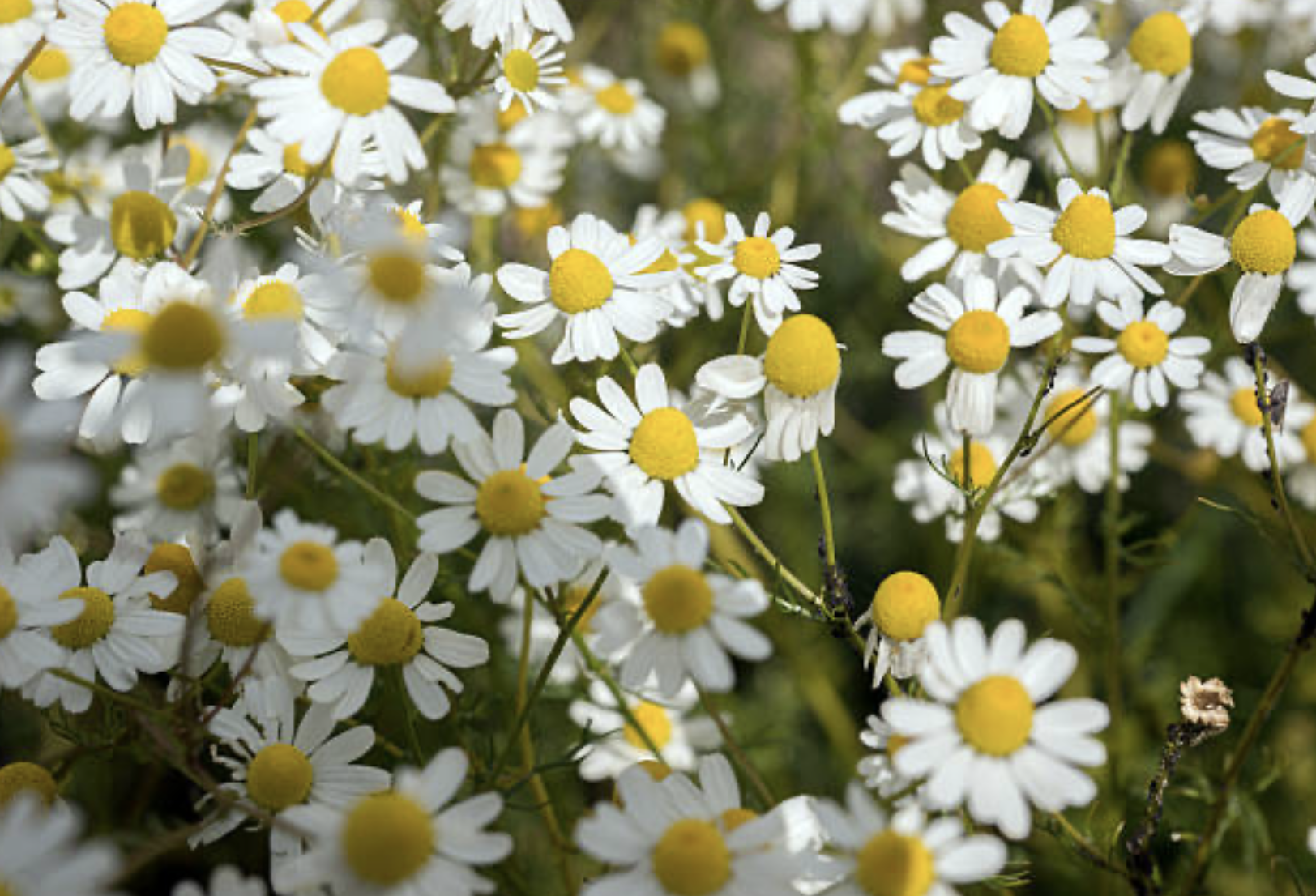 Chamomile