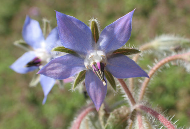 Borage