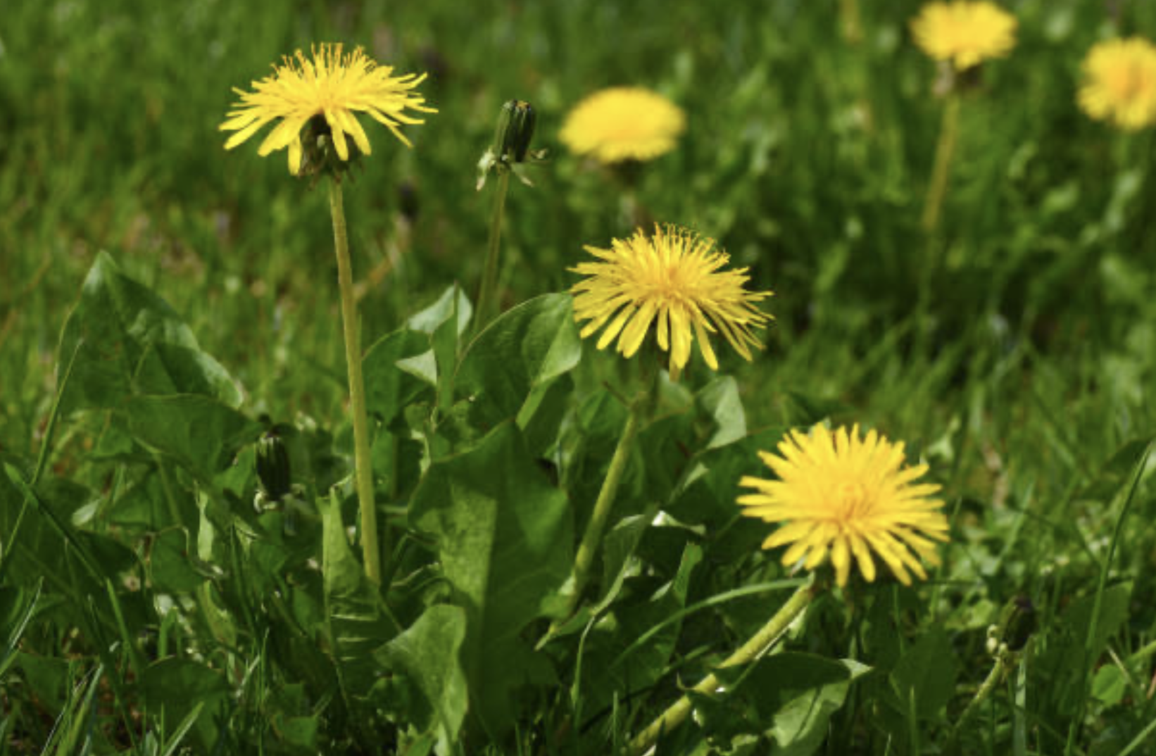 Dandelion