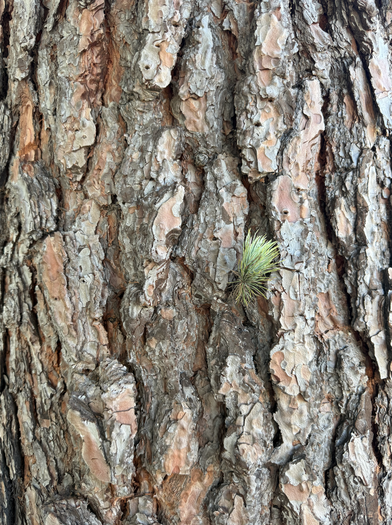 Screenshot 2026-01-13 at 2.17.10 PM.png