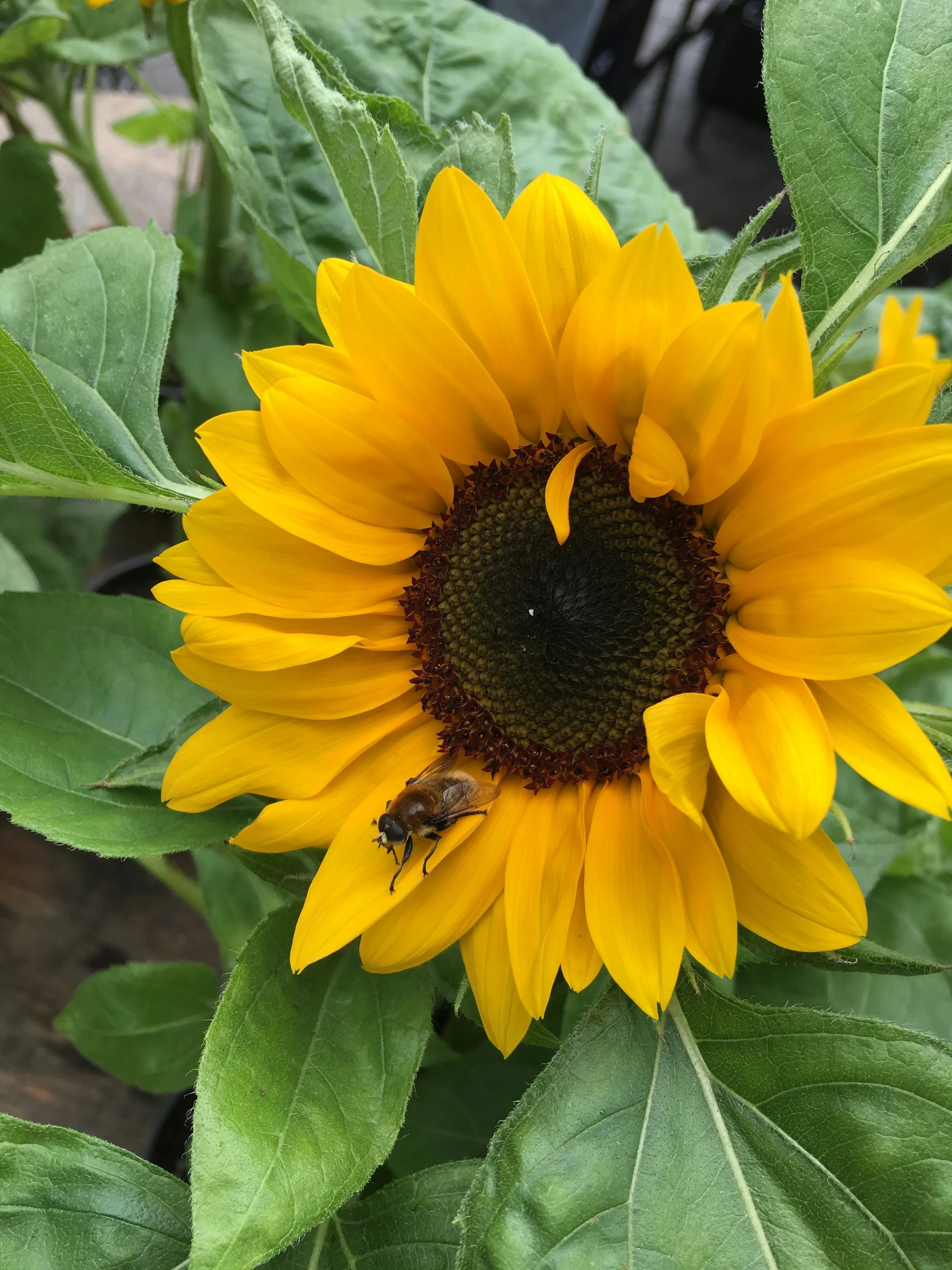 Sunflower
