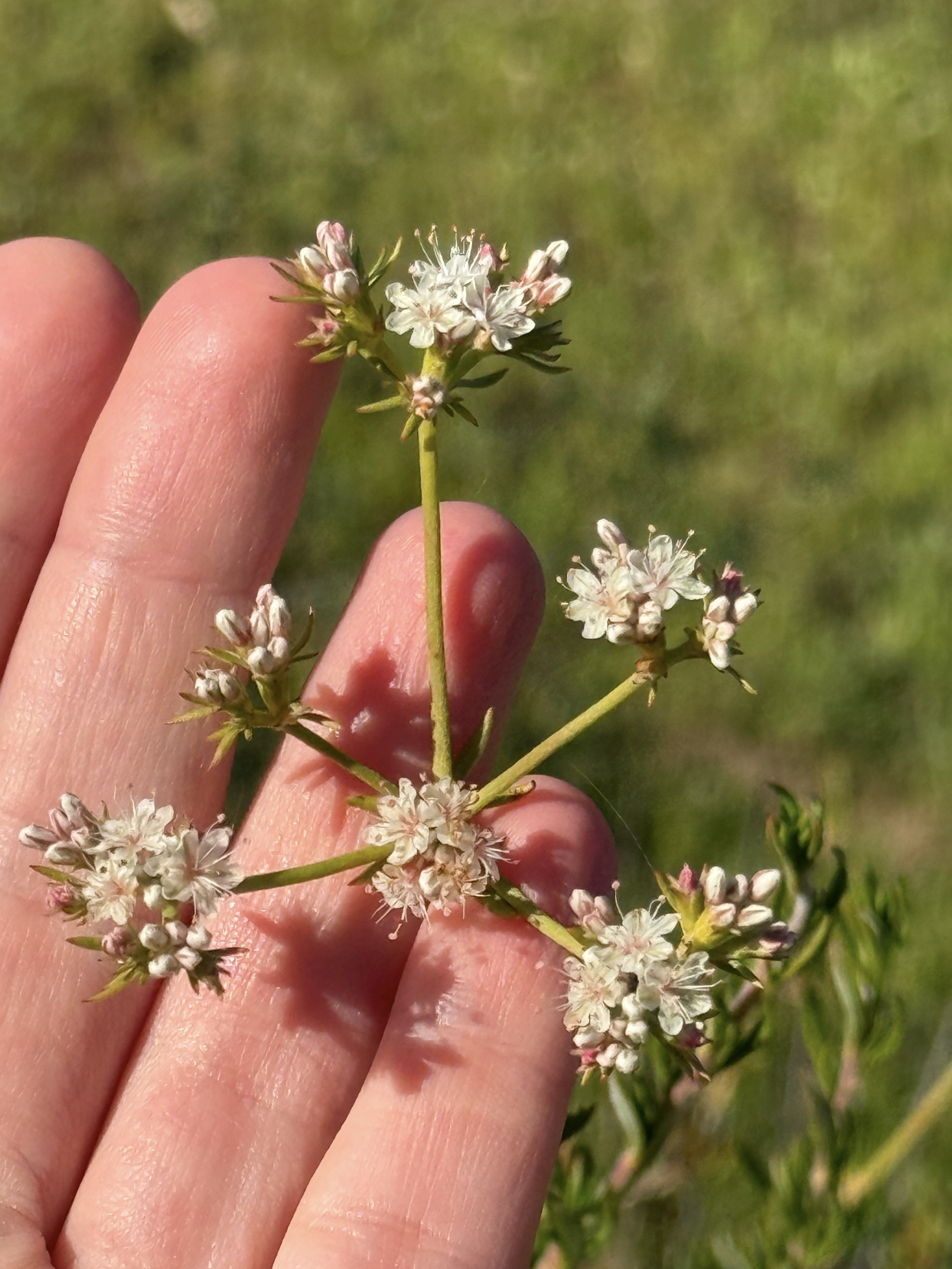 Buckwheat