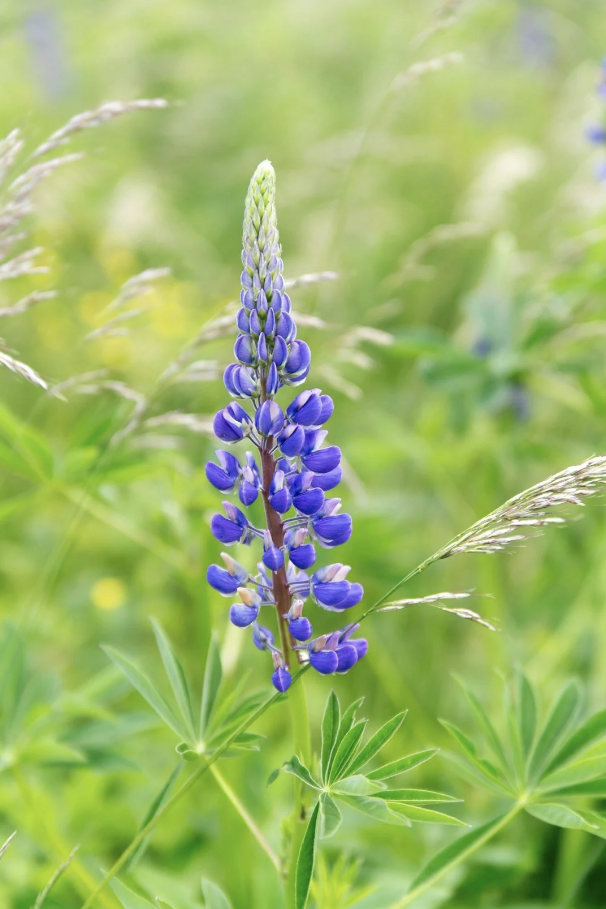 Lupin