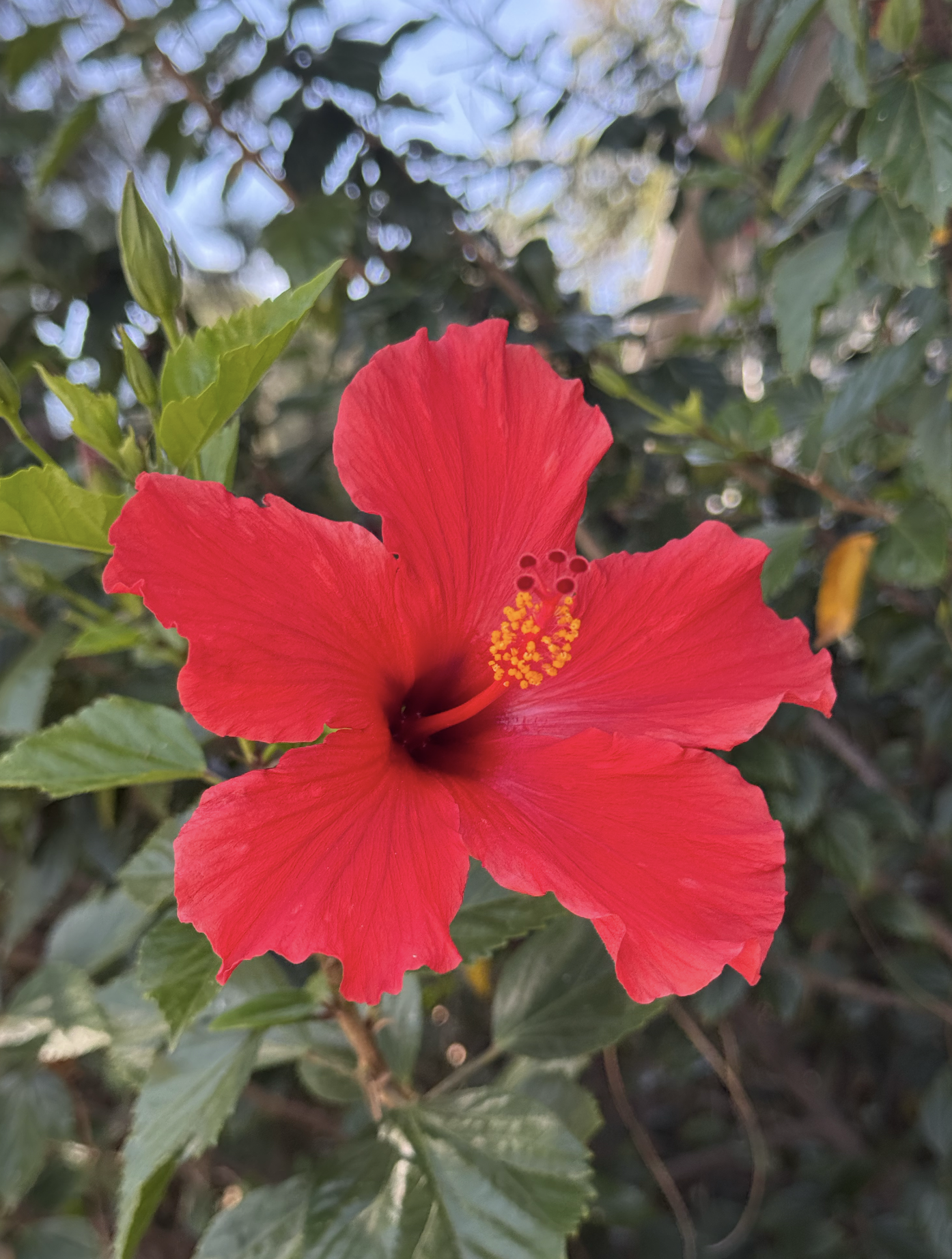 Hibiscus