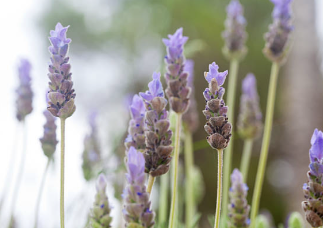 Lavender