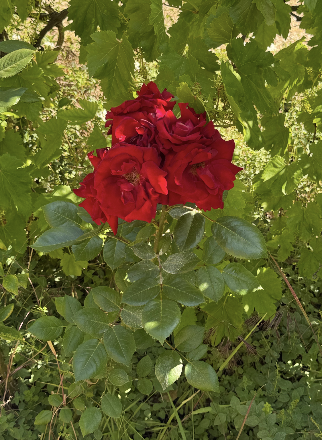 Red Rose