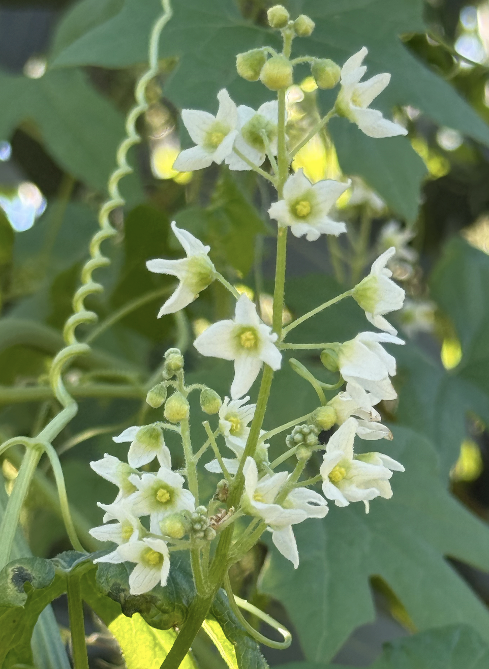 Wild Cucumber Vine