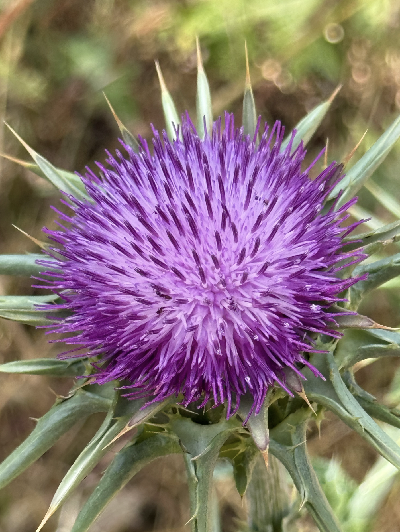 Milk Thistle
