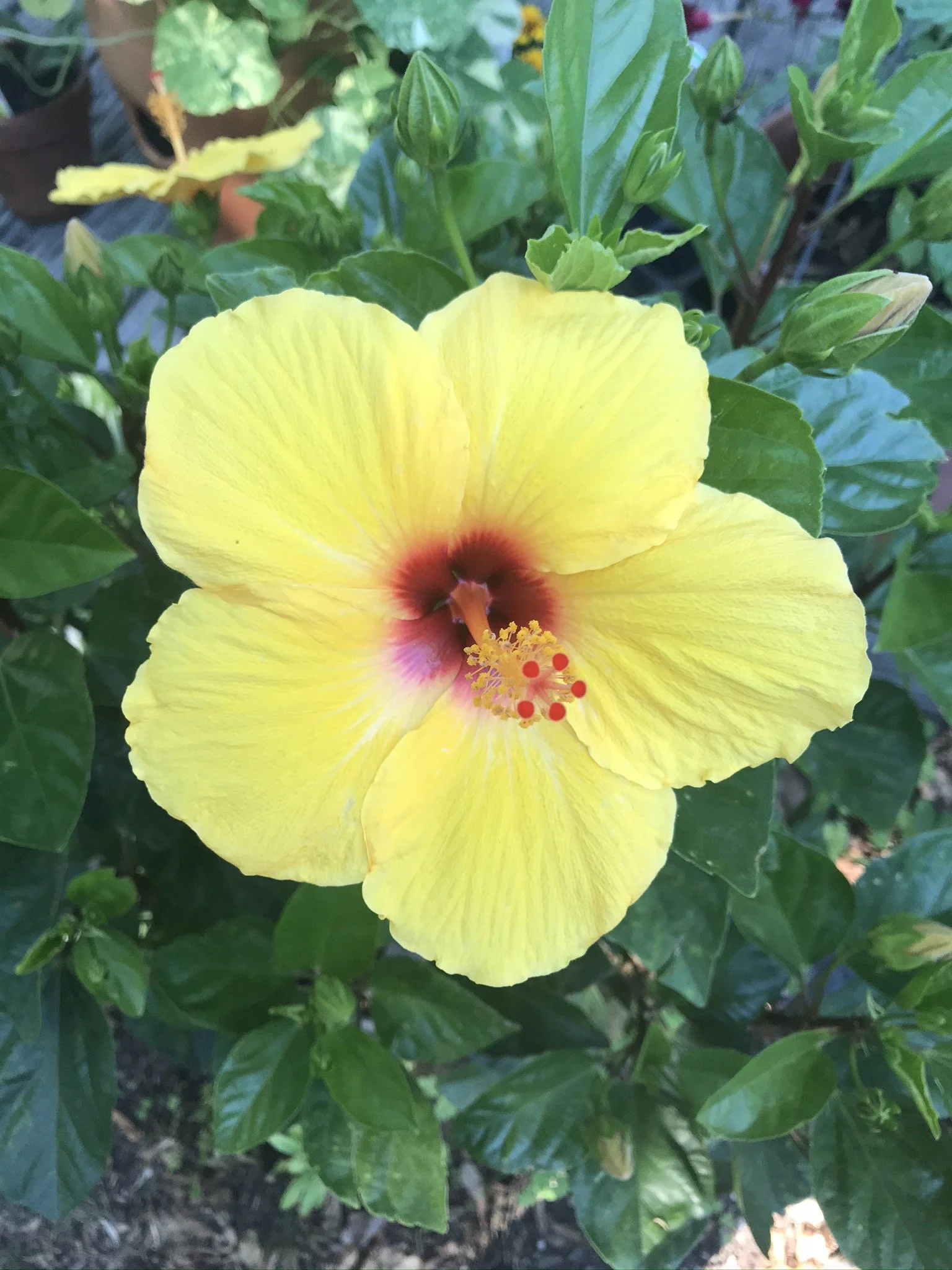 Close-up of a yellow hibiscus flower with a red center and prominent stamens, surrounded by green leaves.