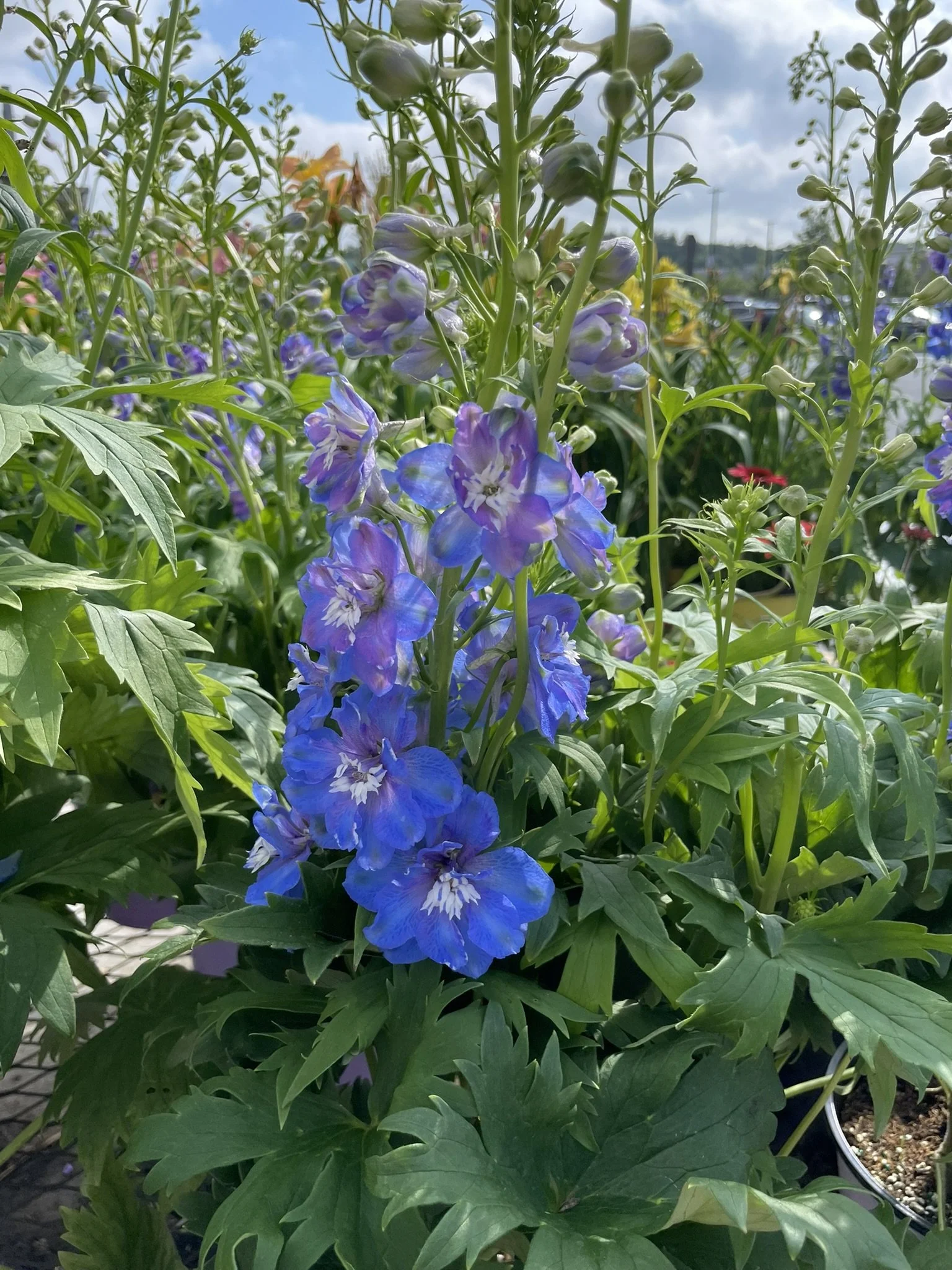 Blue flowers blooming among green leaves in a garden at daytime with cloudy sky.