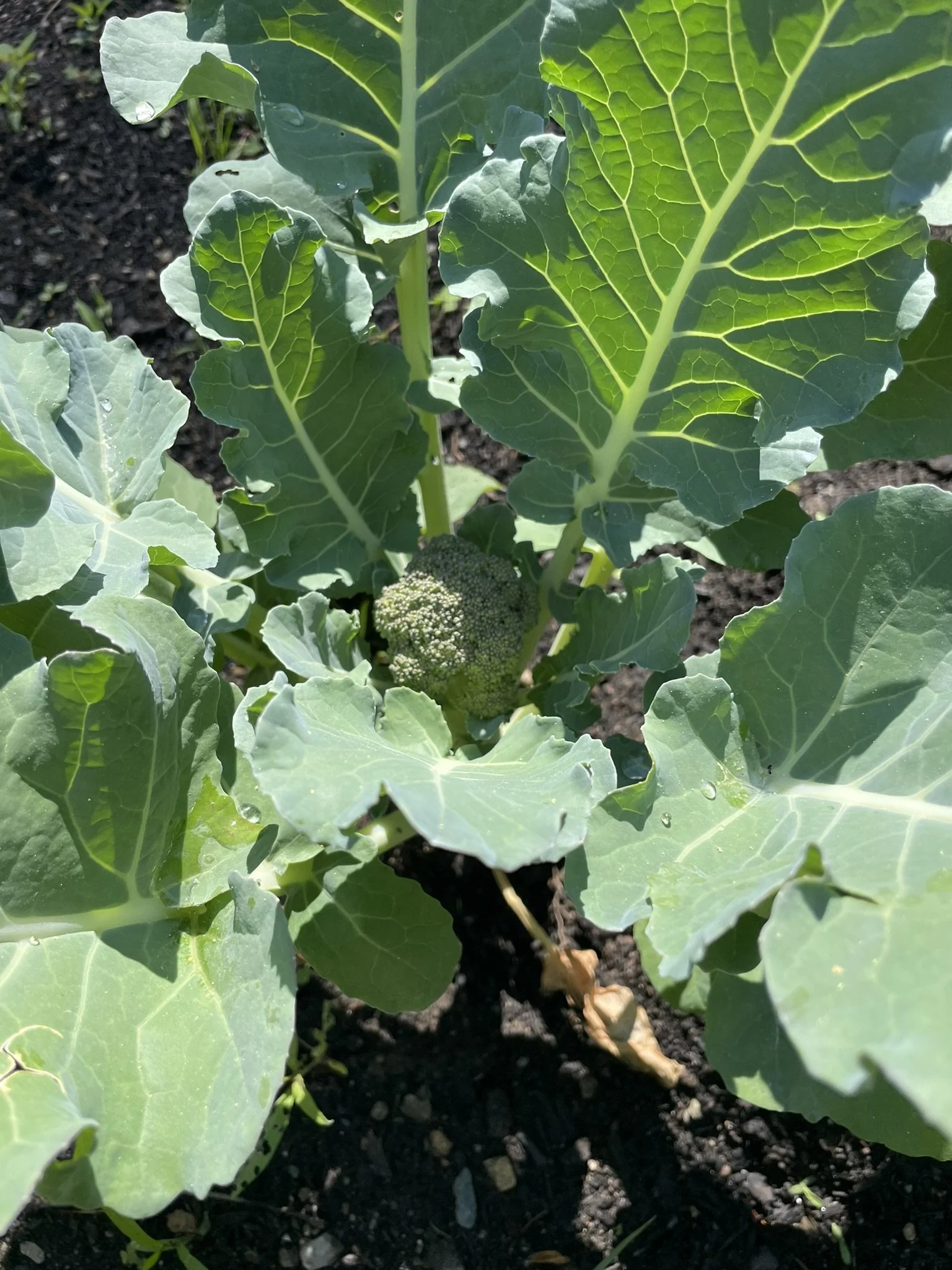 Young broccoli plant with green leaves and developing broccoli head in dark soil.