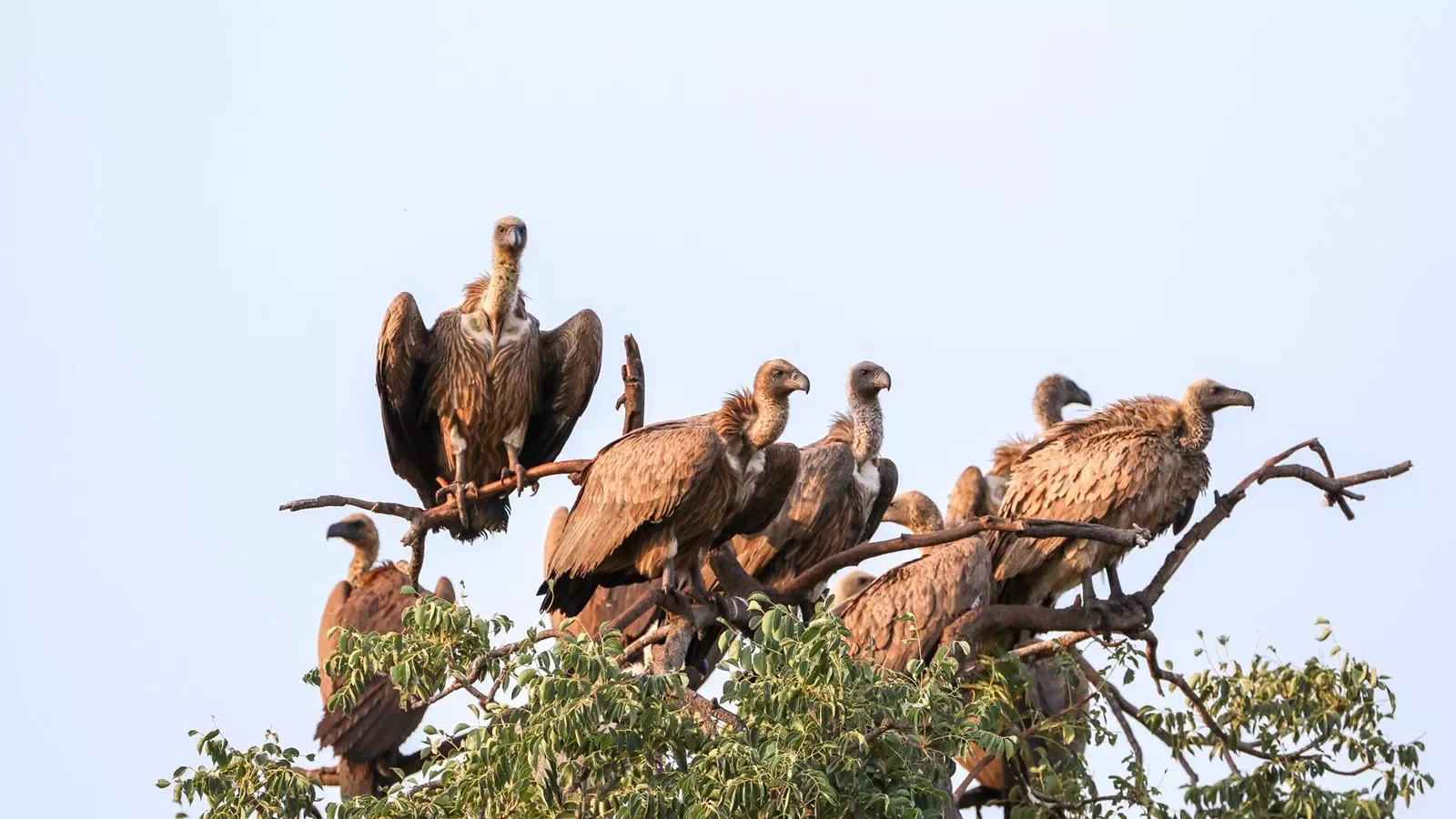 vultures.webp