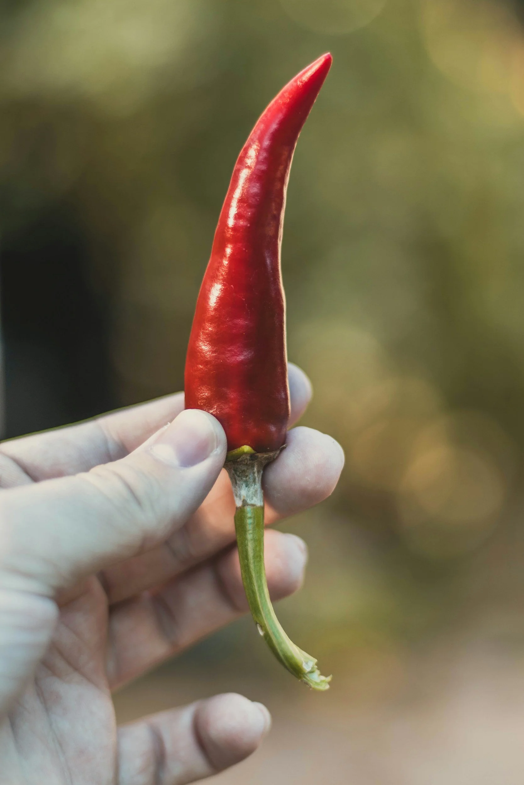 Paprika — Hungary's Most Famous Spice Has a History That Will Surprise You