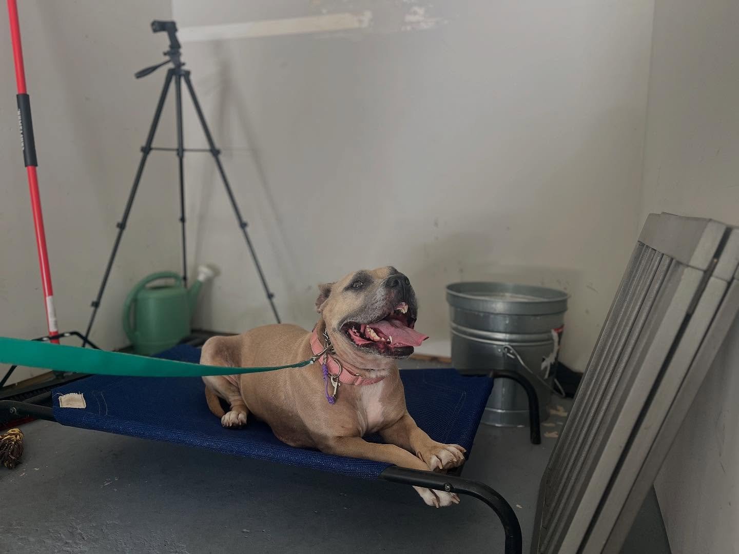 Miss Eloise is a foster dog from Berkeley Animal Center who has some dog issues she needs to tackle. Her foster brought her over for her first lesson and she did so amazing! We worked on all things co-existing with other dogs, as well as teaching her