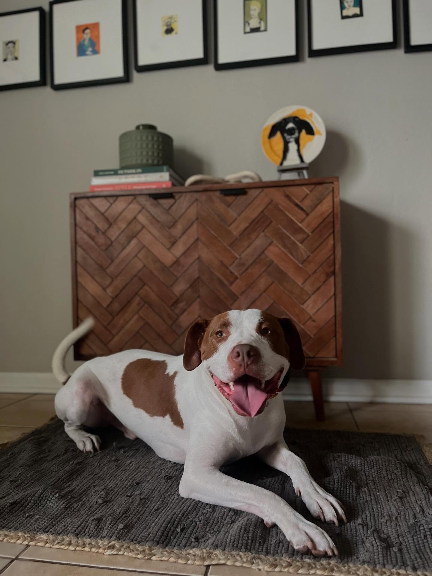 Everyone please give a warm welcome to our newest board and train, Duke! He is in our Advanced program so will learn all the necessities for a good canine. We can&rsquo;t wait to see his progress! Welcome to the pack 🧡🐾. 

📍 Location: Ladson, SC
?