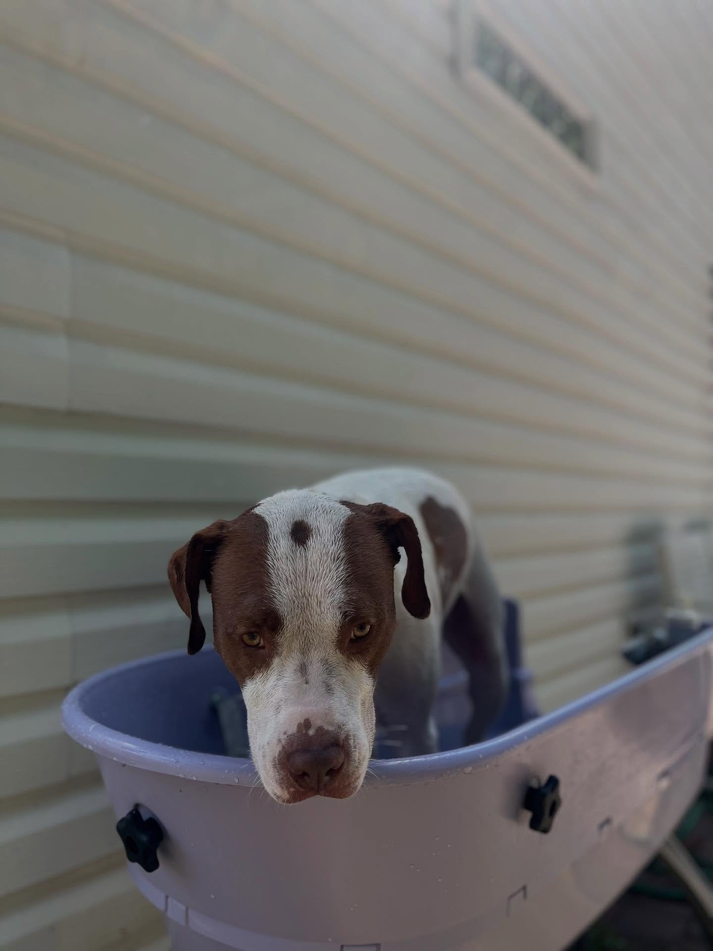 Bath day for Duke 🛁🫧. He definitely hates me a little bit more but his skin needs allergy baths twice a week, and he always feels better after. Just really doesn&rsquo;t like me during but he does well using his &ldquo;place&rdquo; command. Good bo
