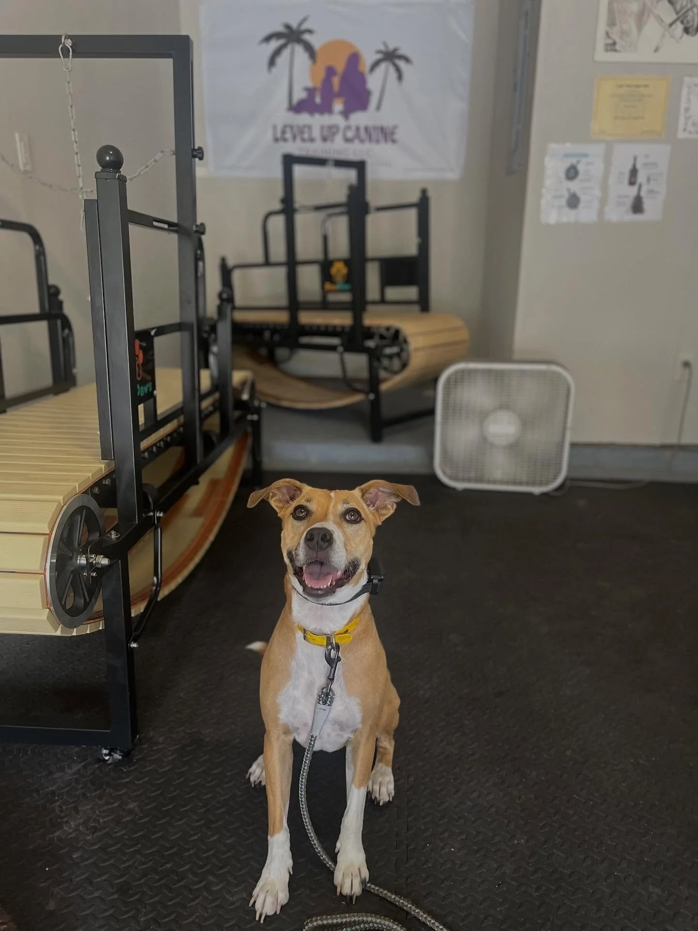 Everyone please give a warm welcome to the newest member of the pack, Chicken Nugget! Nugg is in for our Behavioral Rehabilitation program to learn how to act around other dogs, both on and off-leash, especially housemates. She is at the perfect plac