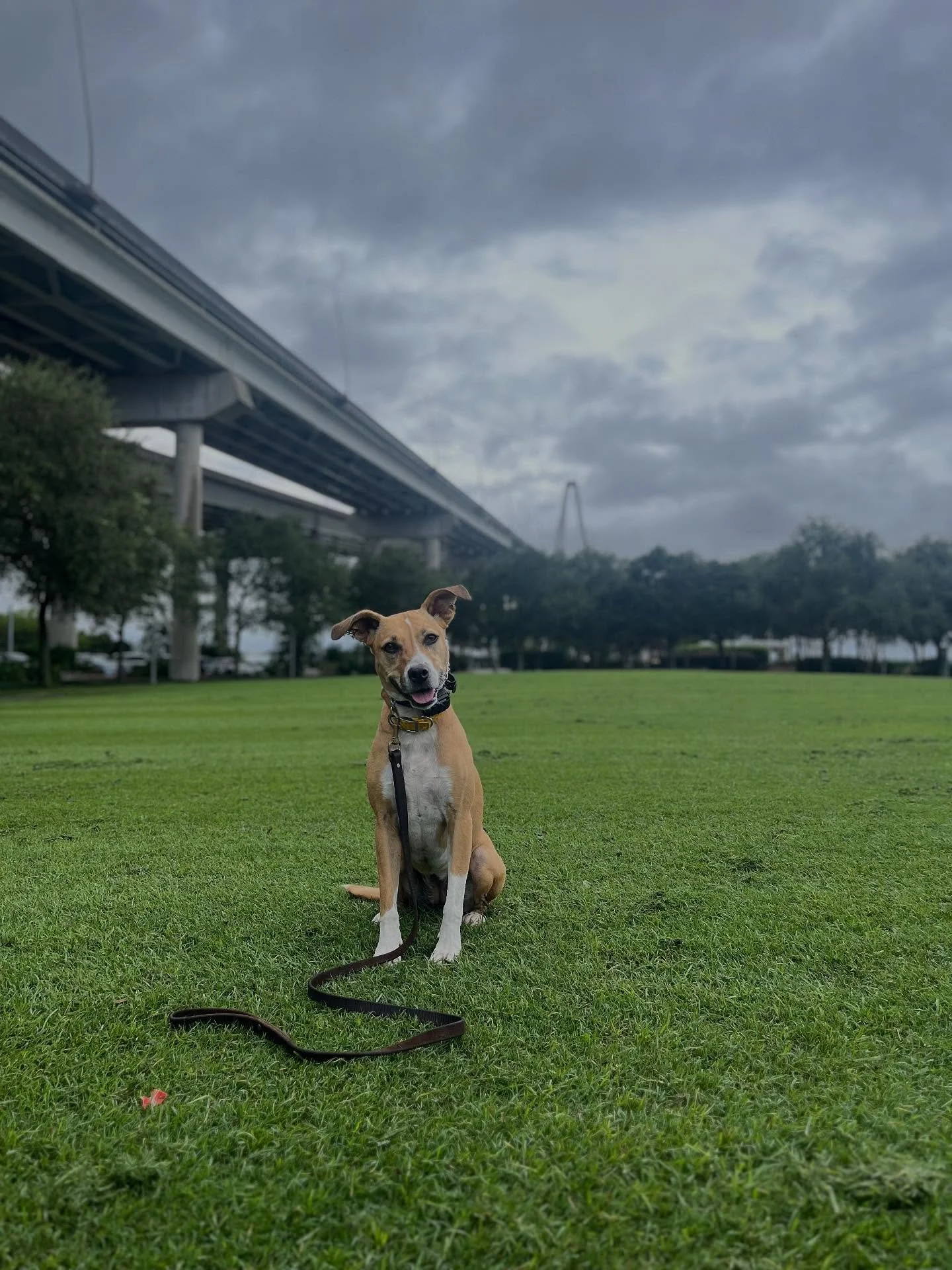 Nugget had her first outing to practice with distractions some of what we&rsquo;ve been working on. This includes loose-leash walking, automatic sit, not reacting to other dogs and more! She really proved herself and thrived! Way to go, girlie! 

📍 