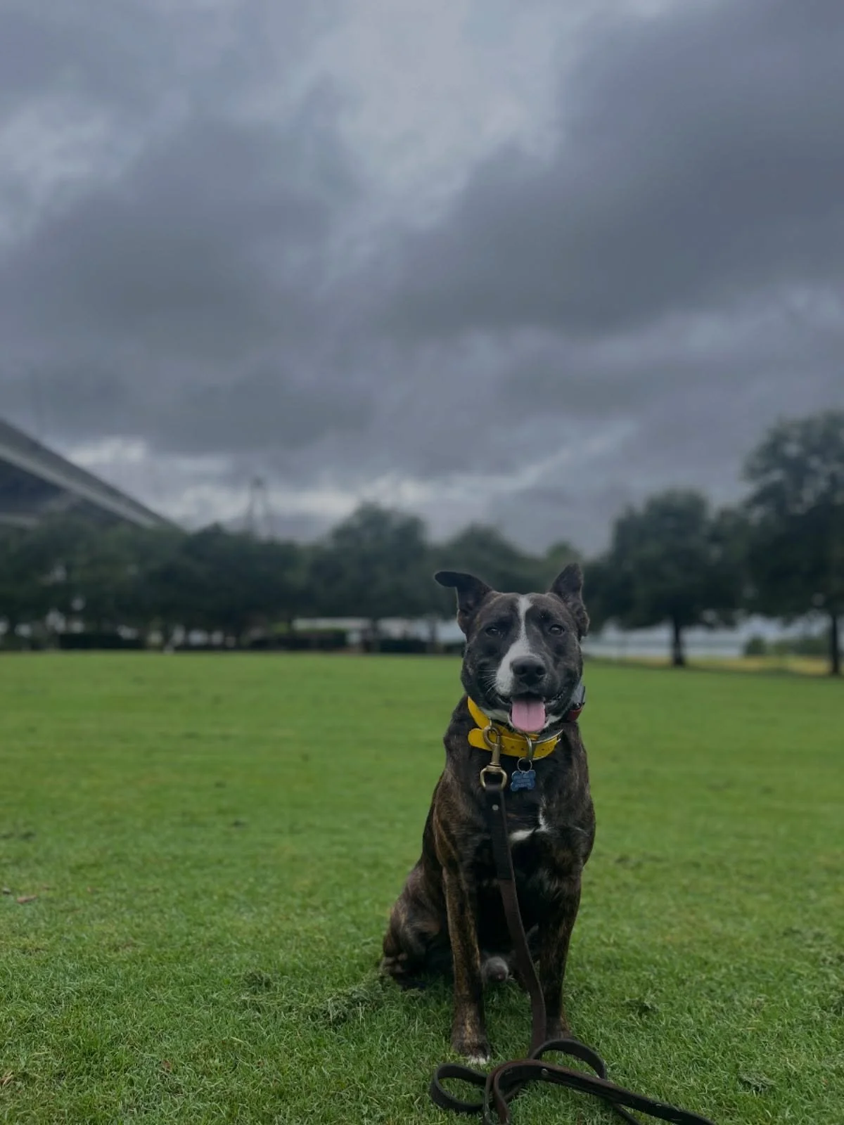Kicks the foster dog showed off some impressive skills at the park today. He is going to make someone very happy. 
Kicks is available for adoption through @casberkeleycampus and is also fully trained by me. First lessons is free to learn how to conti